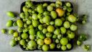 beignets de tomates très vertes